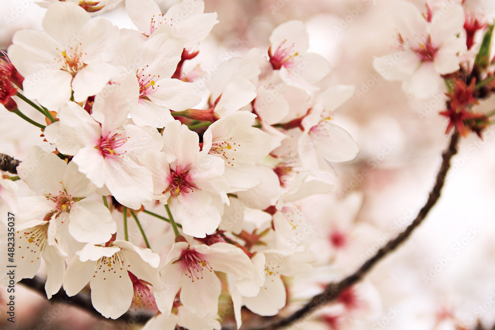 Fototapeta premium 春の桜