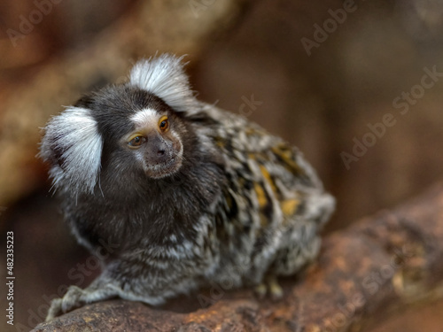 The common marmoset (Callithrix jacchus) also called white-tufted marmoset or white-tufted-ear marmoset is a New World monkey and seated on branch tree photo