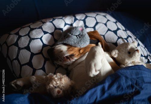 Fototapeta Naklejka Na Ścianę i Meble -  beagle dog lies in bed with soft toys in a sleep mask