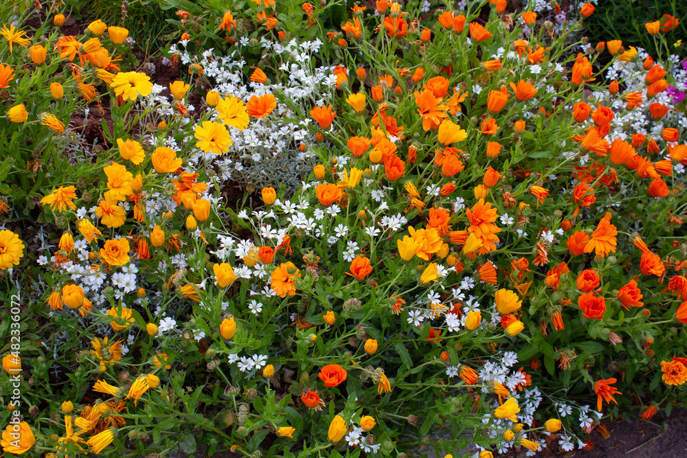 field of flowers