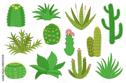 Cacti collection. Cactus plants, isolated mexican desert decorative succulents for home gardening. Cartoon house garden elements with flower, decent vector kit