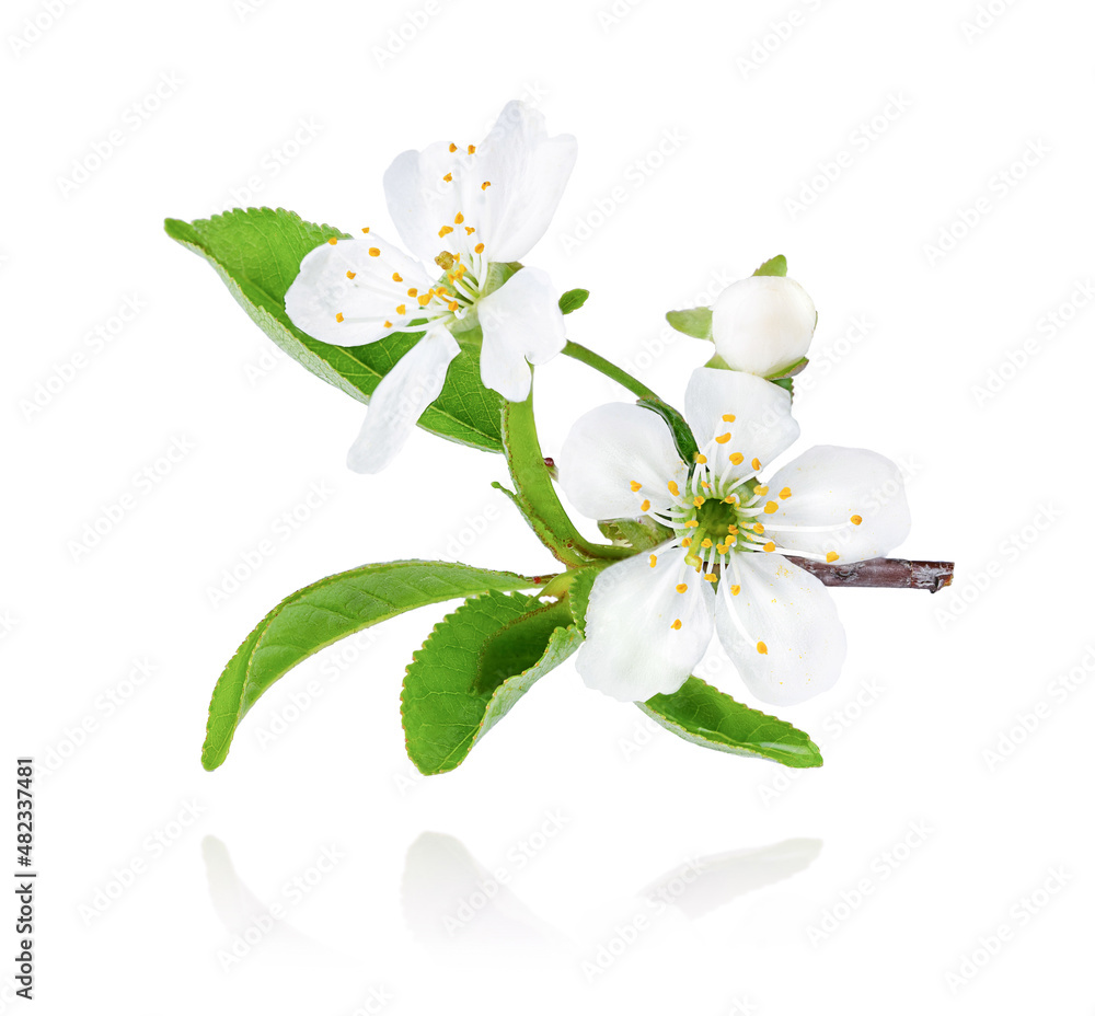 Obraz premium Close up of blooming plum tree branch isolated on white background.