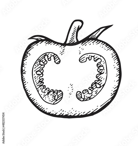 Half tomato. Beautiful ripe vegetable in vintage engraving style. Outline sketch. Hand drawing is isolated on a white background. Vector