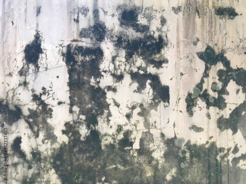 Wallpaper Mural background texture the surface of old concrete slab covered with moss or algae  Torontodigital.ca