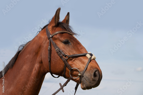 Oldenburgern Springpferd Portrait, ein Pferd, Brauner mit Zaumzeug photo