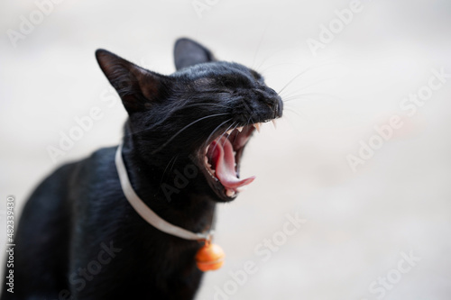 Black cat yawns with its mouth open so wide that teeth and tongue are visible with blurred background. Selective focus.
