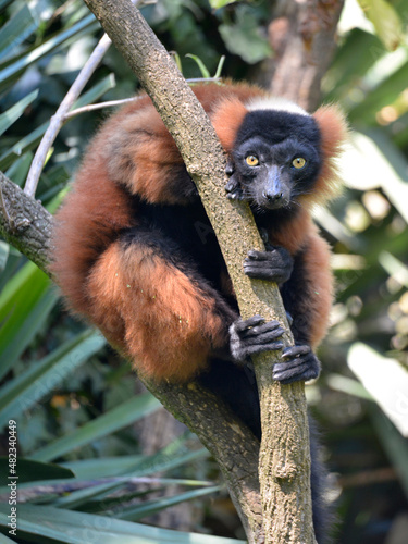 Red ruffed lemur (Varecia rubra) sitting on branch