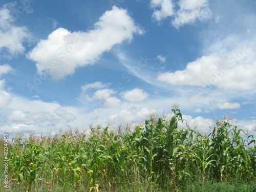 Field of corns and sky