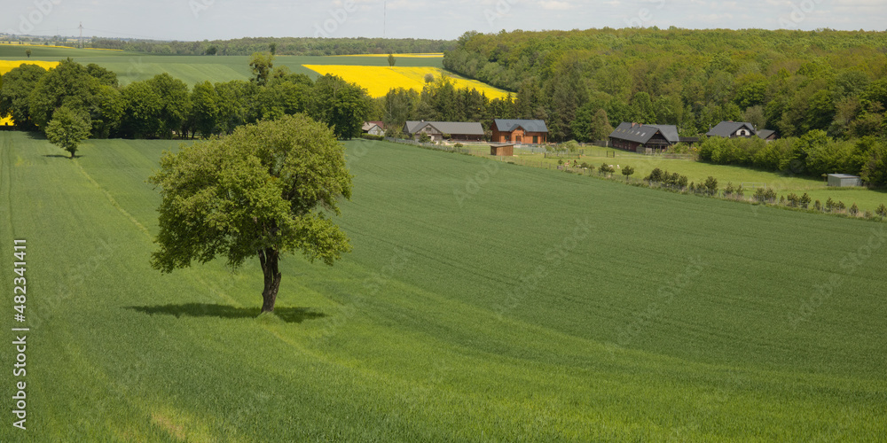 Panoramic landscape of lone tree the green field, and agriculture, green grain undulating fields, mountainous, hills field summer landscape in suuny day Panoramic landscape of lone tree the green field, and agriculture, green grain undulating fields, mountainous, hills field summer landscape in suuny day