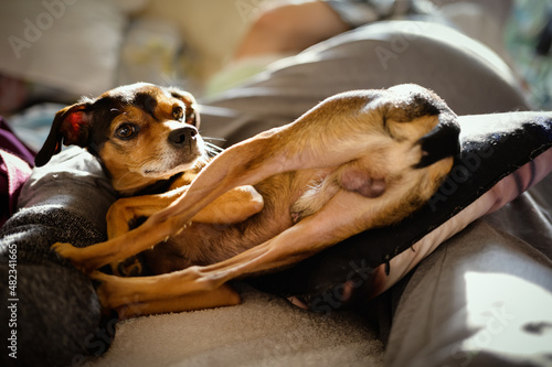 Miniature pinscher resting in a funny pose at home.