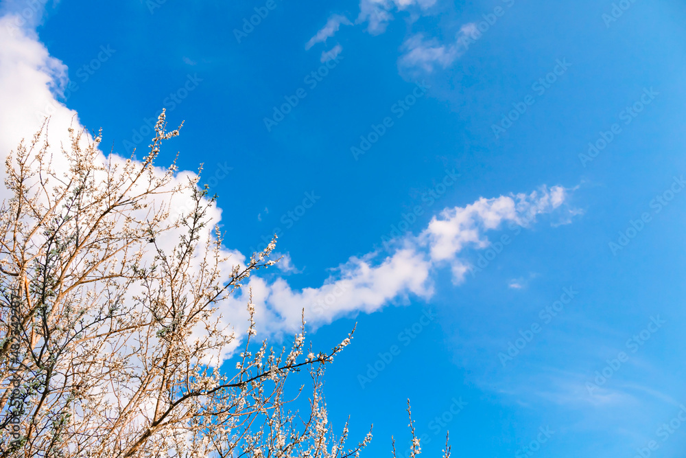 Scenery. Blue sky with clouds and branches of blossoming cherry tree. White flowers. Sunny good weather. Spring season. Easter. Nature revival. Springtime landscape. Gardening online course. Mockup.