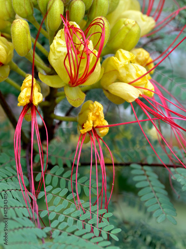 Closeup of yellow Caesalpinia gilliesii flowers with long red stamens photo