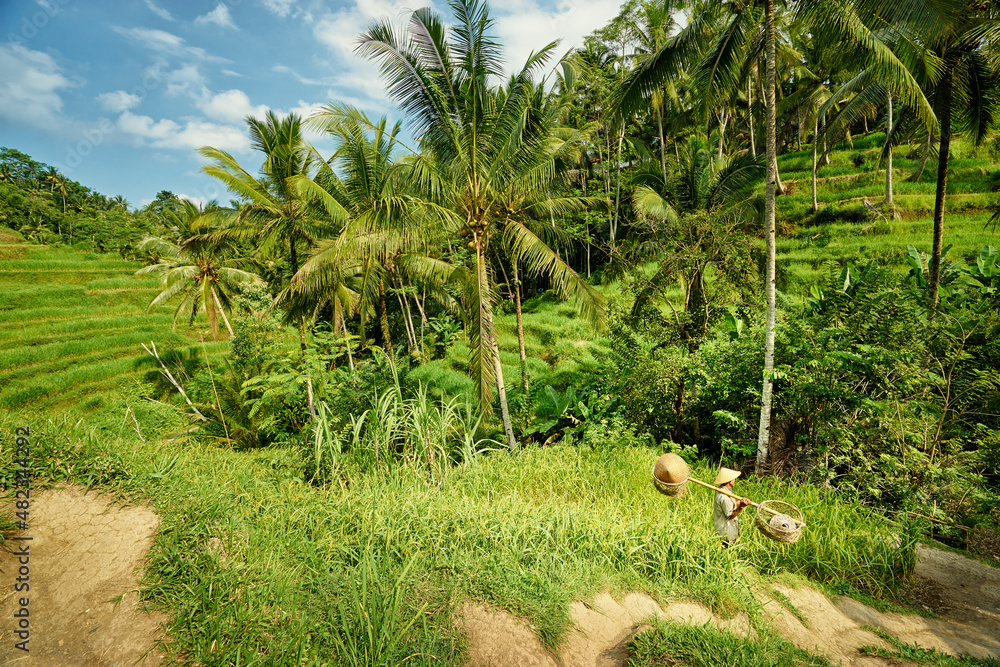 Beautiful green rice terraces and coconut palms.