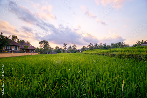 Beautiful landscape with green rice field and houses. Bali  Indonesia.