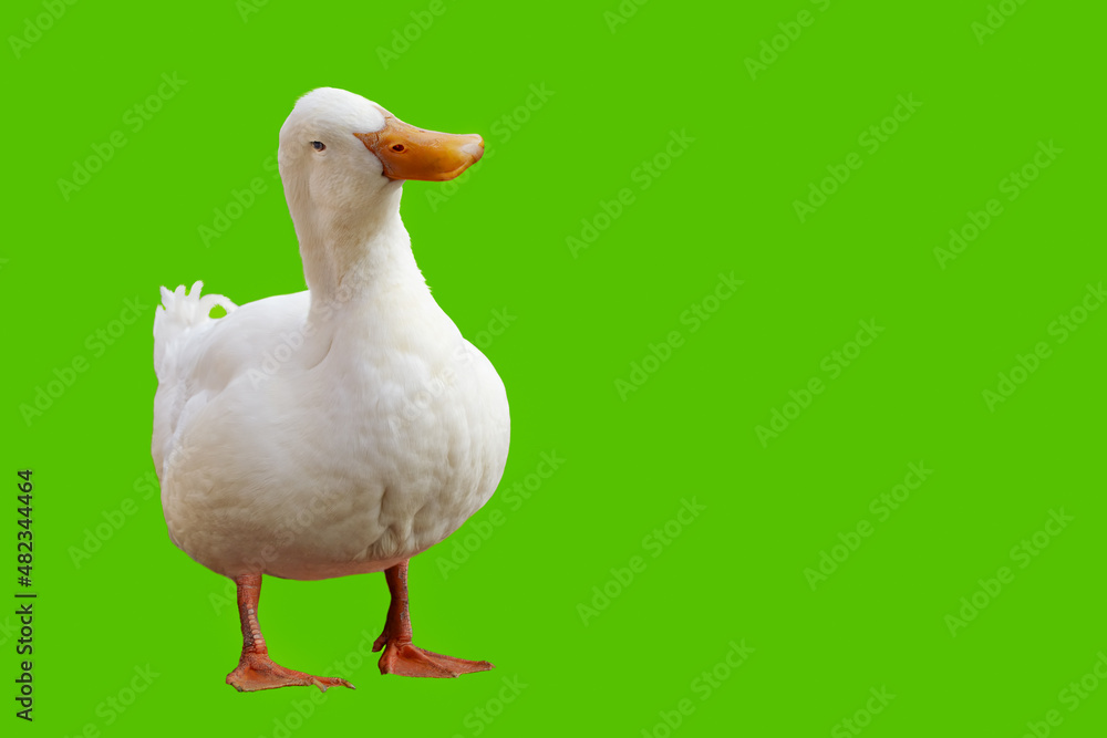 Large white duck looks at the camera with its head tilted Large white duck looks at the camera with its head tilted