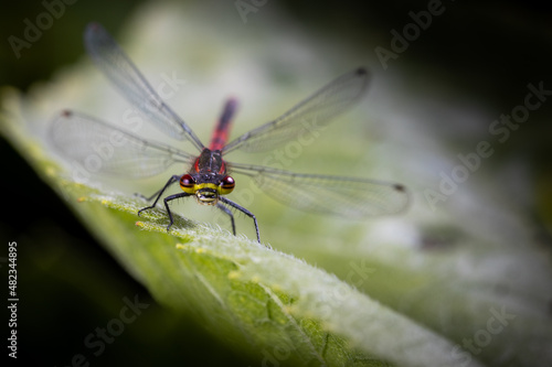 close up of a Large red damselfly.