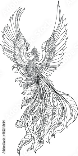 Phoenix Fire bird illustration and character design.Hand drawn Phoenix tattoo Japanese and Chinese style,Legend of the Firebird is Russian fairy tales and it is creature from Slavic folklore.