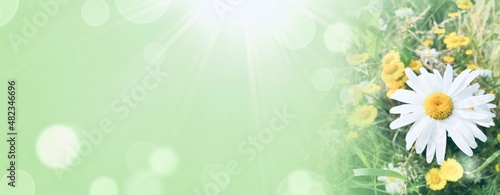 Wildflower meadow with dais...