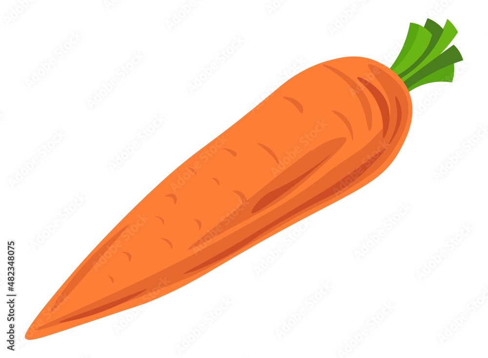 Fresh ripe carrot with leaf, vegetable market Fresh ripe carrot with leaf, vegetable market