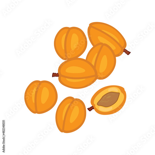 Round apricots and plants of various sizes are depicted. Illustration in flat design