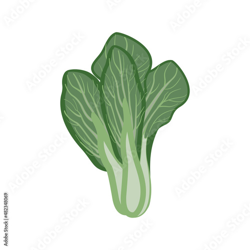 Mustard greens vector illustration isolated on white background in a flat cartoon style.