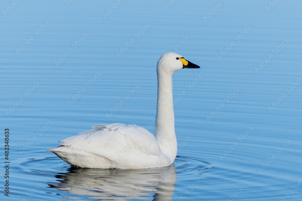 A single Bewick Swan swims gracefully on a sky blue coloured lake. A single Bewick Swan swims gracefully on a sky blue coloured lake.