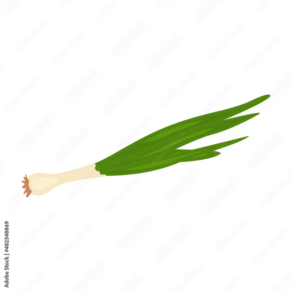 Green onion vector illustration on a white background Green onion vector illustration on a white background