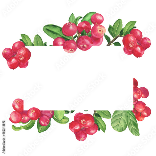 Lingonberry frame isolated on white background. Watercolor hand drawing illustration. Cowberry realistic plant with copy space.