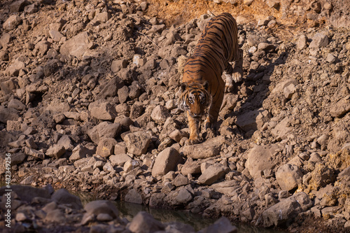Tiger in the nature habitat. Tiger male walking head on composition. Wildlife scene with danger animal. Hot summer in Rajasthan, India. Dry trees with beautiful indian tiger, Panthera tigris © photocech