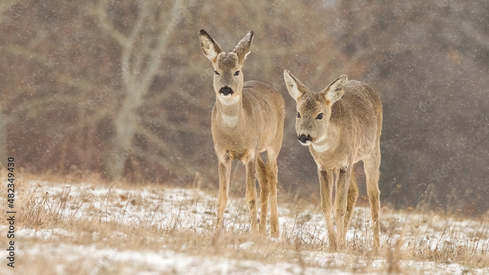 Two roe deer, capreolus capreolus, walking forward on a meadow with dry grass in winter. Group of wild animals with brown fur approaching on snow from front view. Two roe deer, capreolus capreolus, walking forward on a meadow with dry grass in winter. Group of wild animals with brown fur approaching on snow from front view.