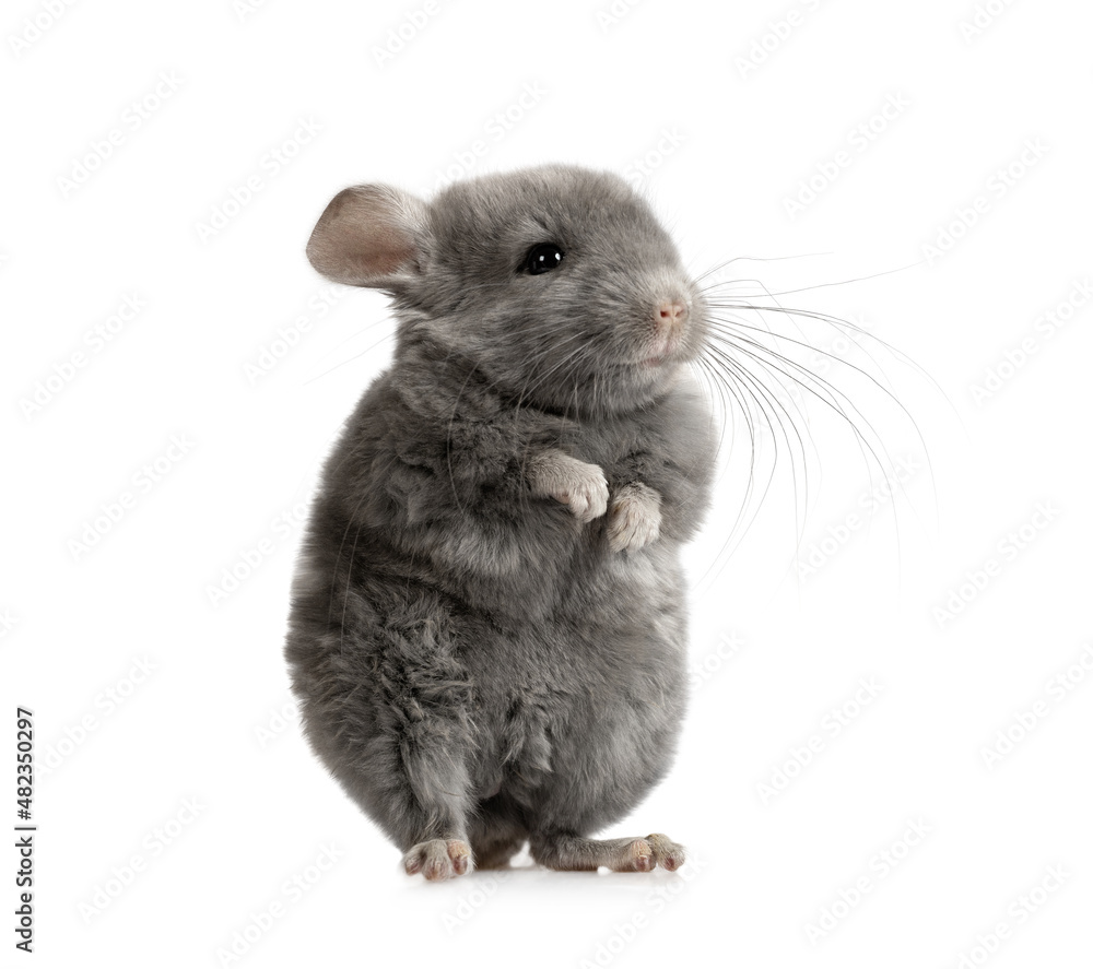 Obraz premium Gray chinchilla on white background