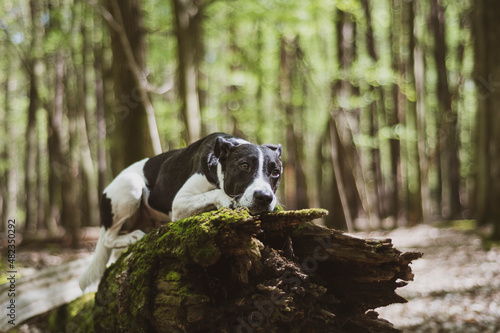 Moody dog portrait in the woods. Young cute doggy laying on an old and mossy tree trunk in a forest. Selective focus on the details, blurred background.