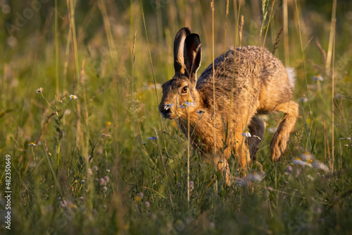 Fototapeta Brown hare, lepus europaeus, jumping in grass in springtime sunlight