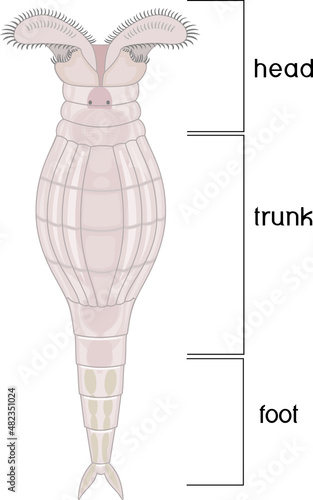 Scheme of bdelloid rotifer anatomy isolated on white background