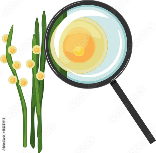 Crucian carp eggs glued to aquatic plant and fish egg (spawn) under magnifying glass isolated on white background
