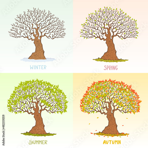 big tree seasons
