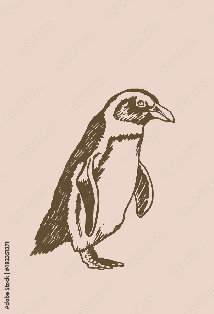 Obraz premium Graphical vector penguin , bird of Antarctica and the south coast of Africa, sepia illustration 