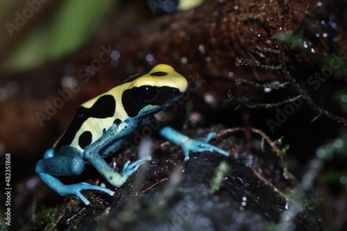 Poison dart frog dendrobates tinctorius patricia closeup photo