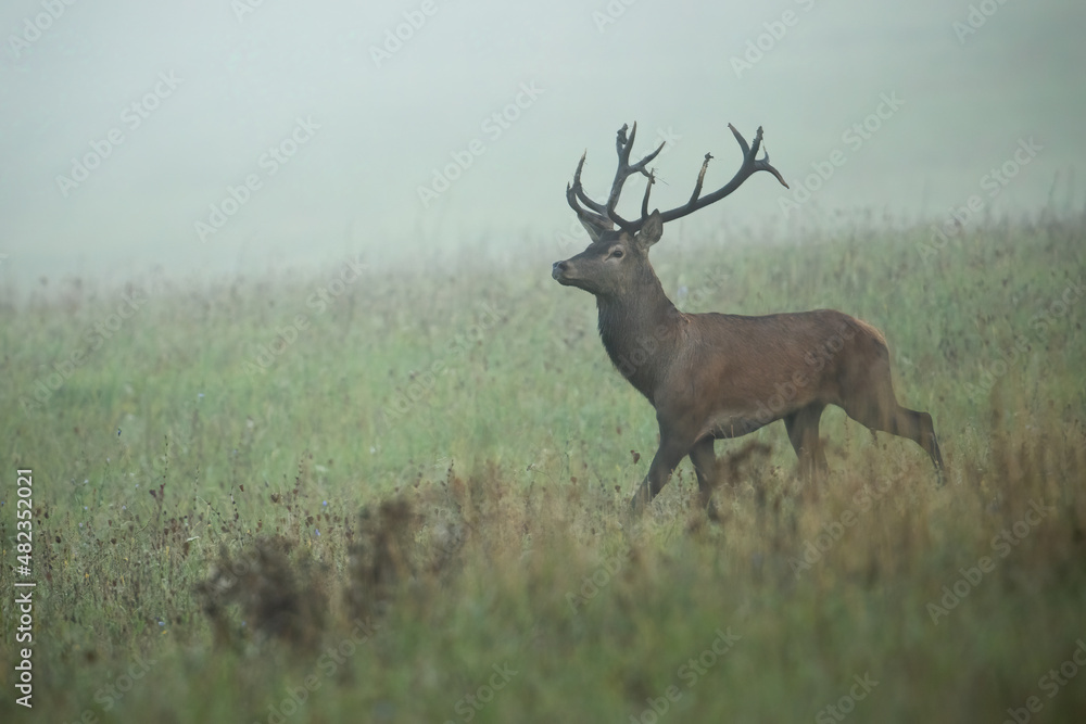 Majestic red deer, cervus elaphus, walking on meadow in morning mist. Proud stag moving on grassland in autumn fog. Antlered mammal going on pasture in fall. Majestic red deer, cervus elaphus, walking on meadow in morning mist. Proud stag moving on grassland in autumn fog. Antlered mammal going on pasture in fall.