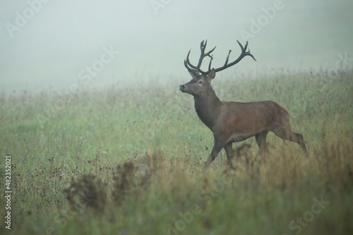 Majestic red deer, cervus elaphus, walking on meadow in morning mist. Proud stag moving on grassland in autumn fog. Antlered mammal going on pasture in fall.