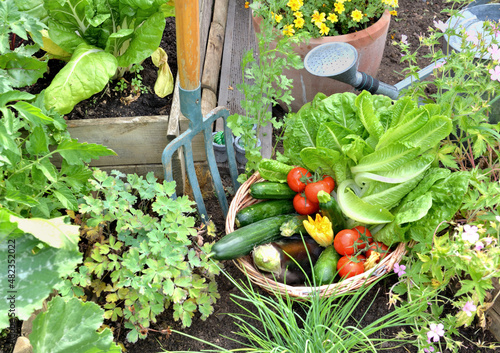 basket filled with freshly picked seasonal vegetables in the garden