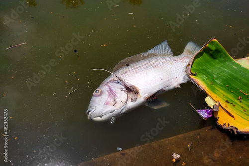 Dead fish floating in pond, industrial waste pollution