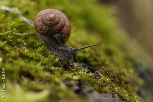 Macro close-up photograph of a Copse Snail (Arianta arbustorum) crawling over moss (Bryophyte species) with shallow depth of field