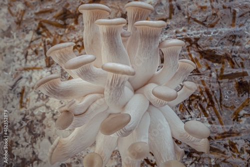 Grey Oyster mushroom cultivation growing in farm on straw substrate, close-up photo