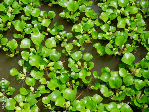 water hyacinth or Eichhornia crassipes. nature green background. plants on water