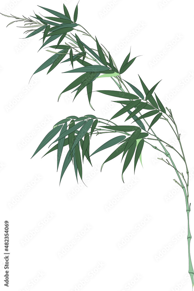 Obraz premium Tropical floral tree isolated with white background.