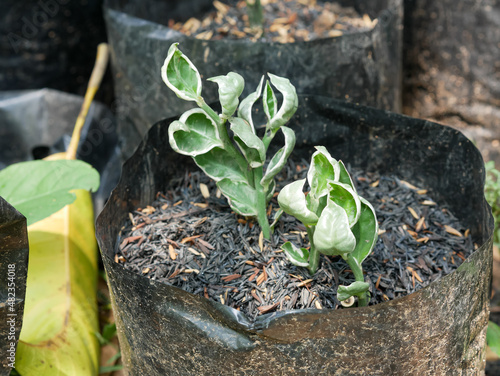 Seashell Devils Backbone, Seashell Zigzag Plant in pot photo