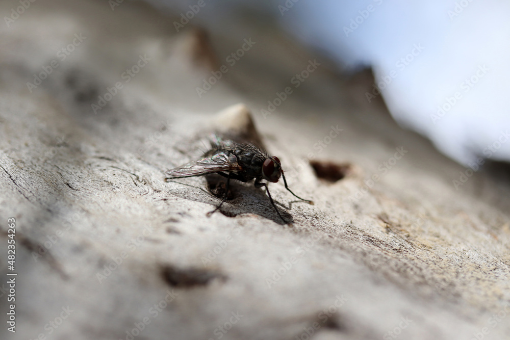 black fly on the tree black fly on the tree