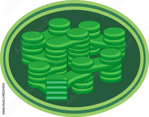 Internal structure of chloroplast with thylakoids