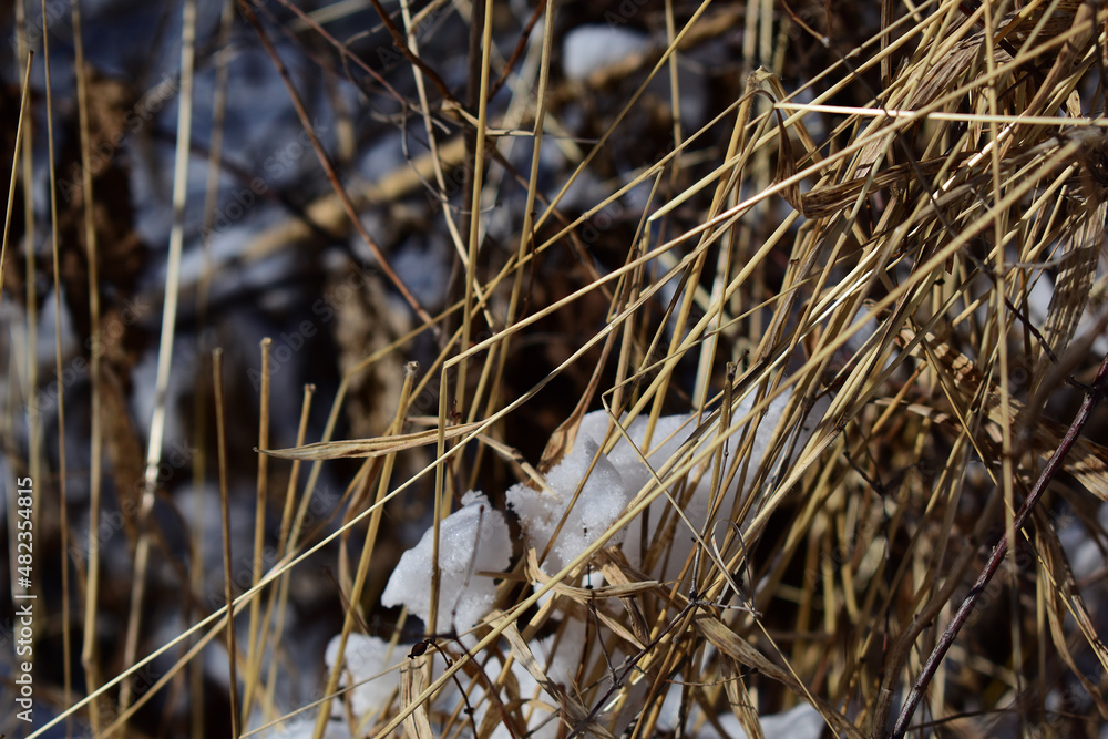 Fototapeta premium Winterliches altes Gras, das durch Schnee bricht im Winter als Hintergrund mit Struktur